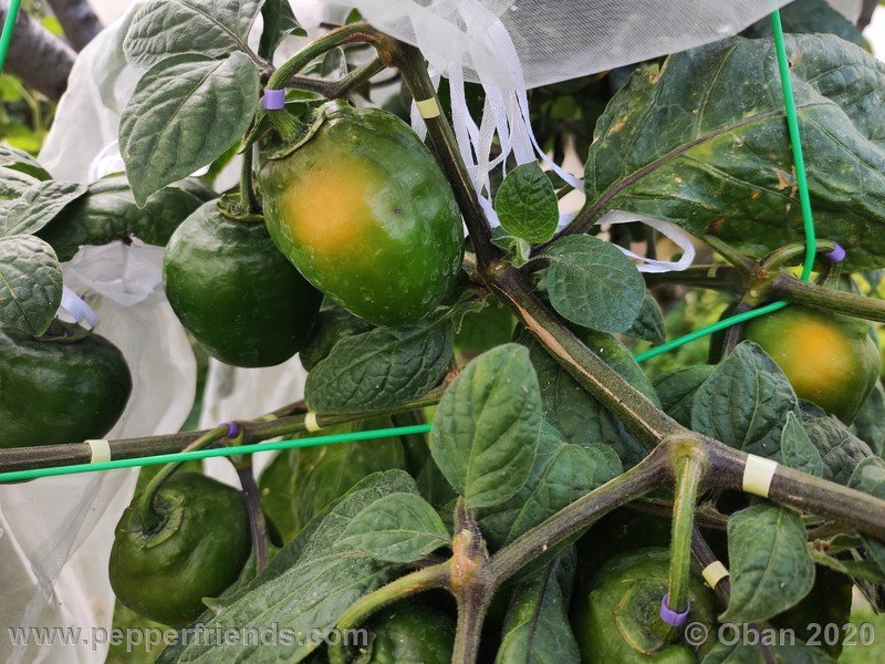 rocoto-peru-8969_001_pianta_16.jpg