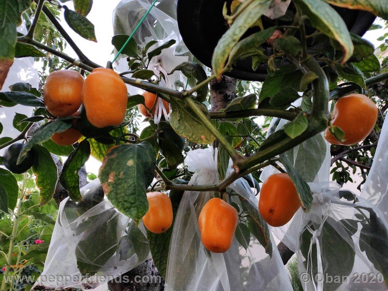 rocoto-peru-8969_001_pianta_18.jpg