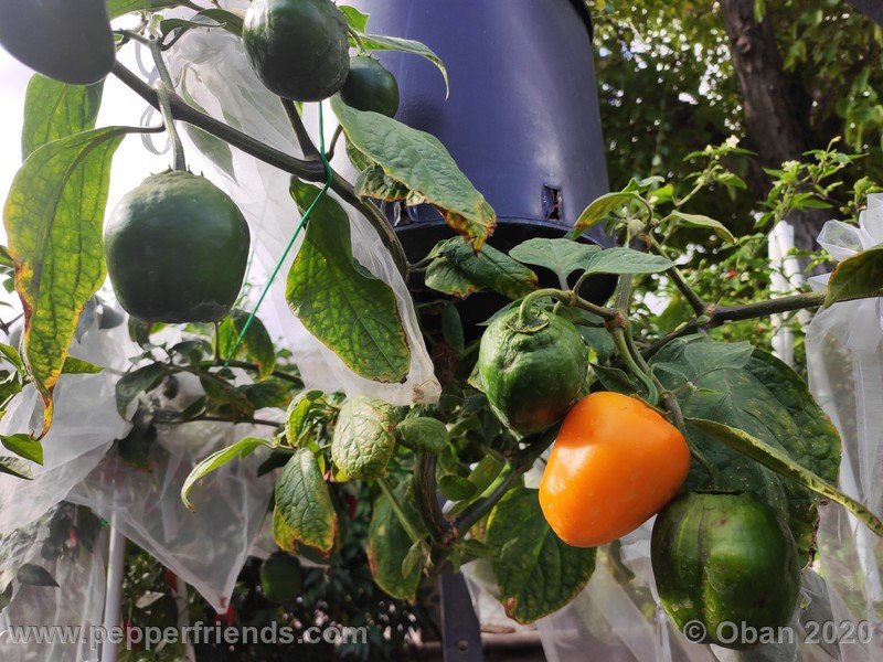 rocoto-peru-8969_001_pianta_19.jpg