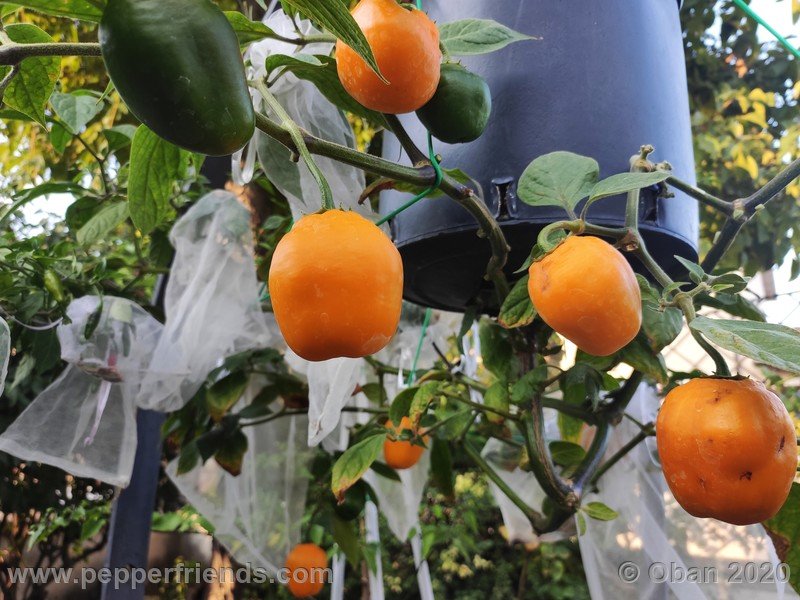 rocoto-peru-8969_001_pianta_20.jpg