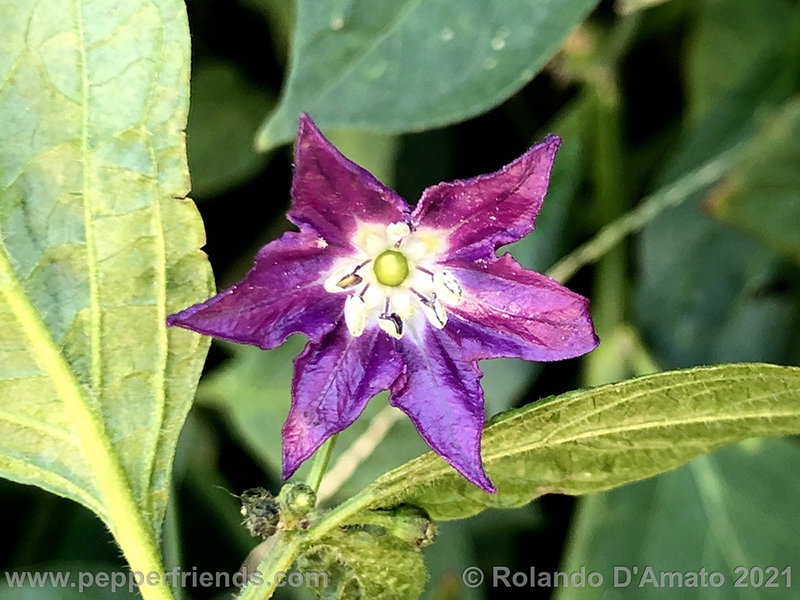 rocoto-pisac-orange_001_1_1.jpg