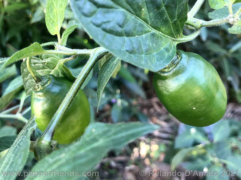 rocoto-pisac-orange_001_2_2.jpg