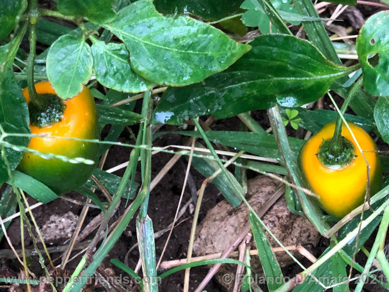 rocoto-pisac-orange_001_3_5.jpg