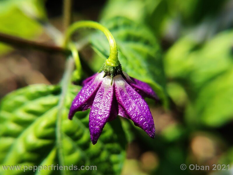 rocoto-pisac-orange_002_fiore_01.jpg