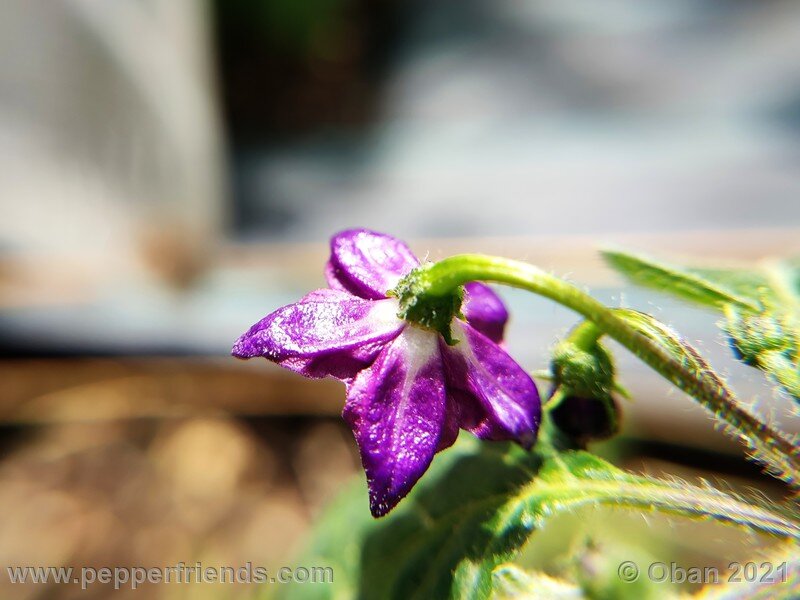 rocoto-pisac-orange_002_fiore_02.jpg