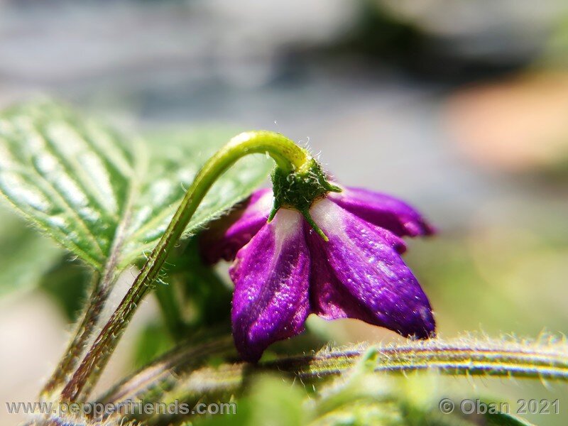 rocoto-pisac-orange_002_fiore_03.jpg