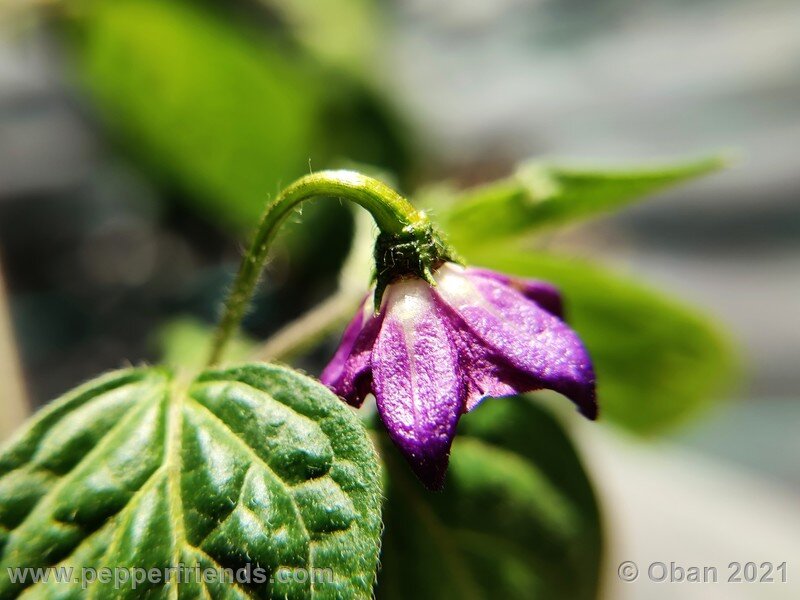 rocoto-pisac-orange_002_fiore_04.jpg