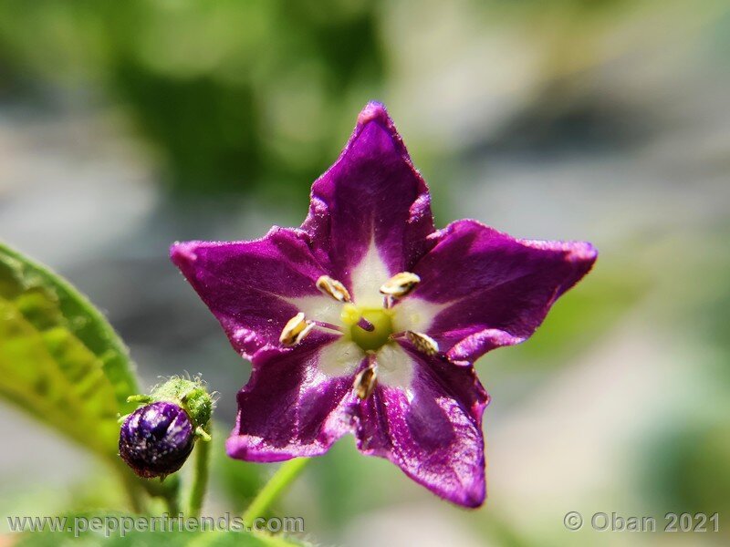 rocoto-pisac-orange_002_fiore_05.jpg