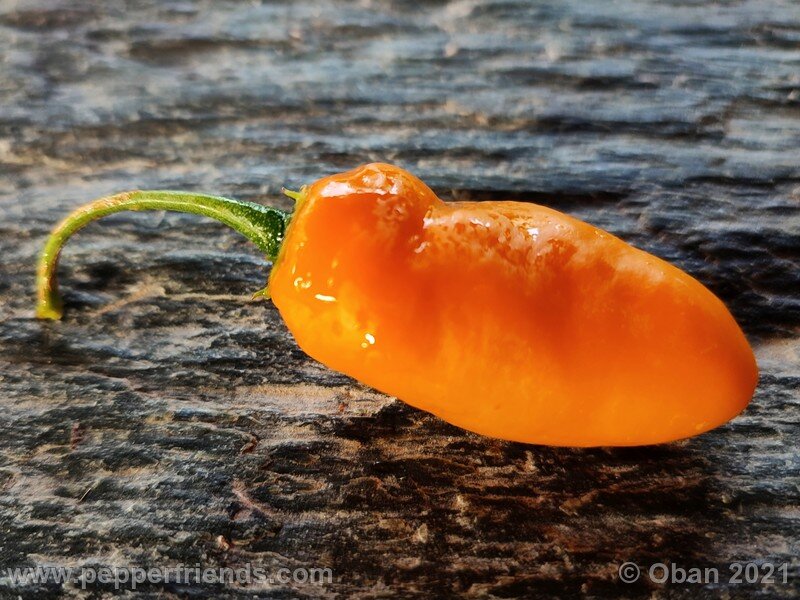 rocoto-pisac-orange_002_frutto_02.jpg