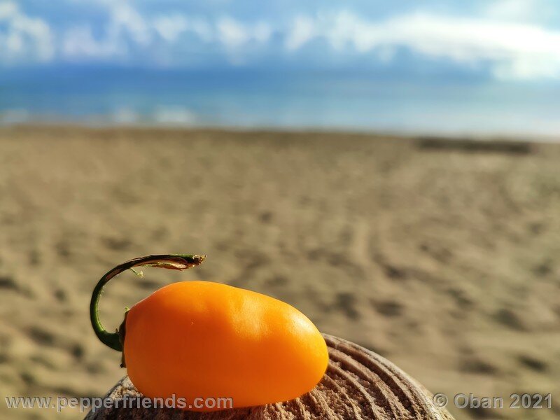 rocoto-pisac-orange_002_frutto_03.jpg