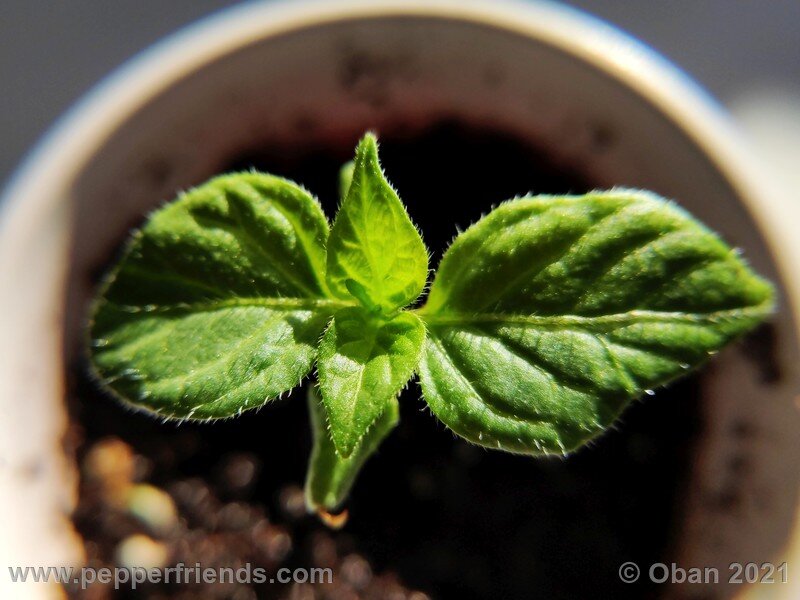 rocoto-pisac-orange_002_pianta_01.jpg