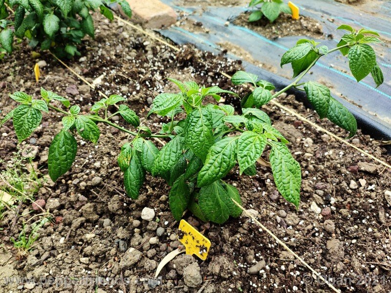 rocoto-pisac-orange_002_pianta_04.jpg