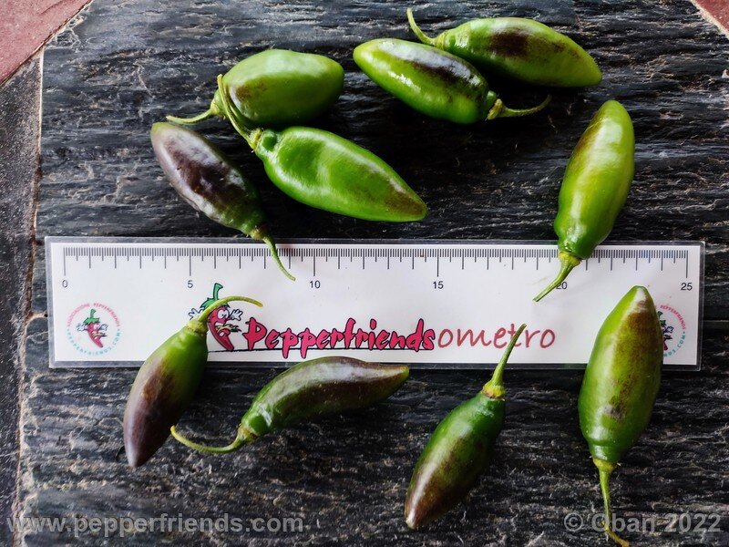 rocoto-puno-amarillo_001_2_1563655159_Peperoncini2022-1209.jpg