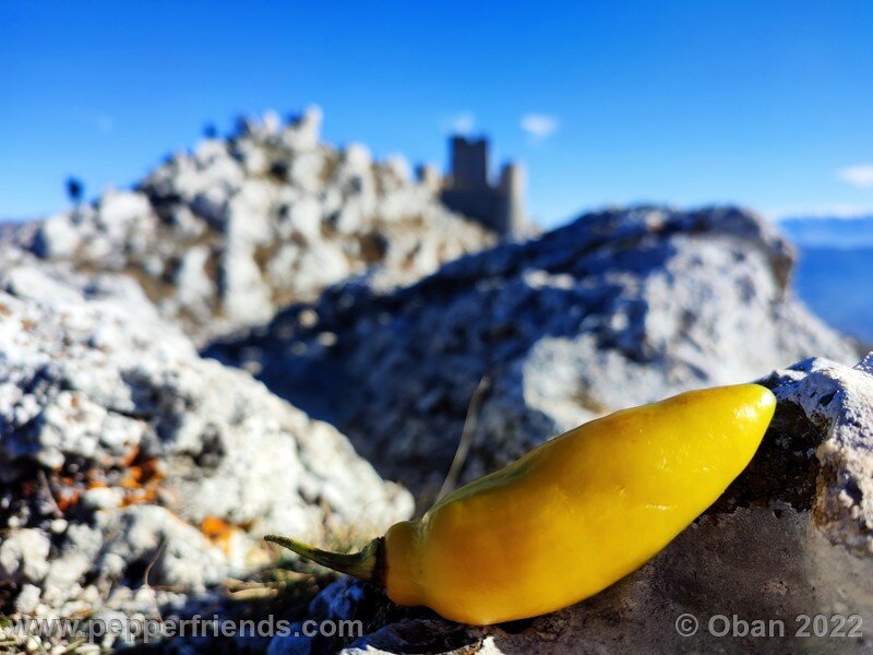 Rocoto Puno Amarillo