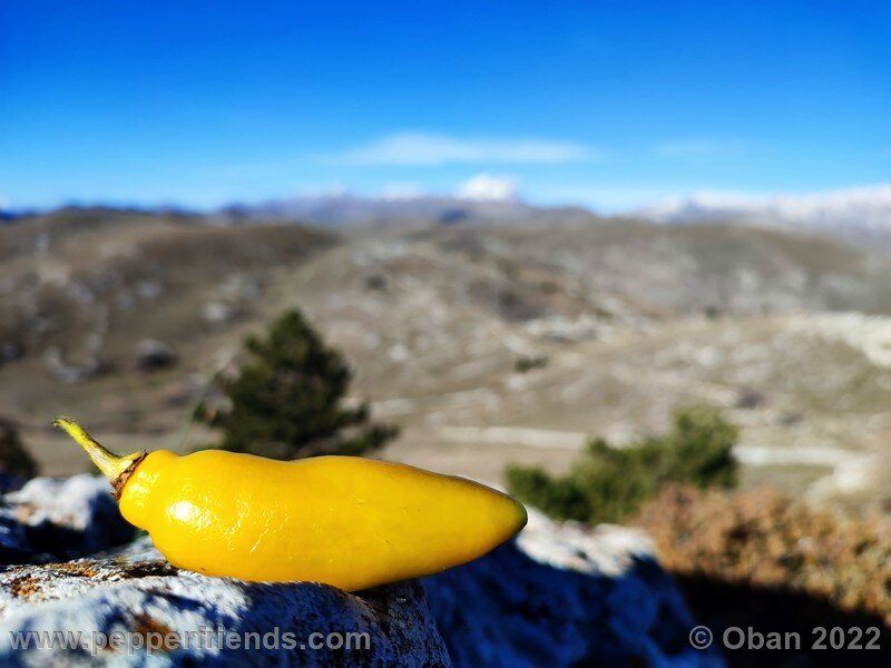 rocoto-puno-amarillo_001_4_2114222208_Peperoncini2022-1254.jpg