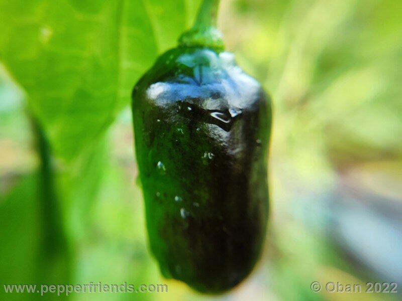 rocoto-puno-blanco_001_3_1388921235_Peperoncini2022-1192.jpg