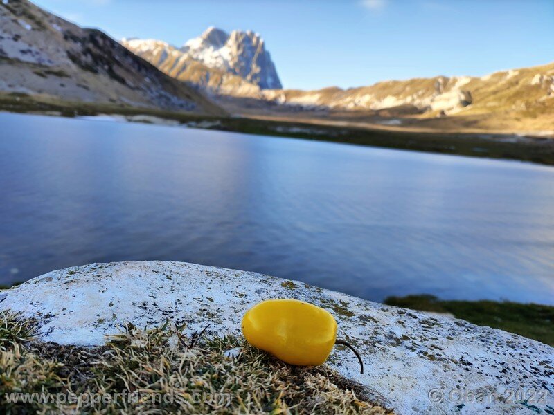 rocoto-puno-blanco_001_6_390315547_Peperoncini2022-1259.jpg