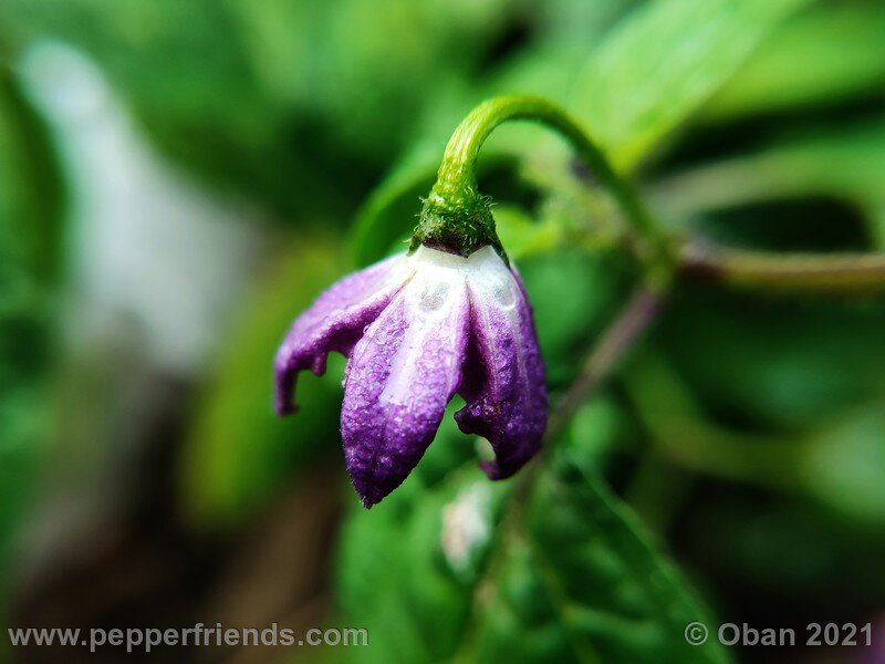 rocoto-puno-pica-orange_001_fiore_01.jpg