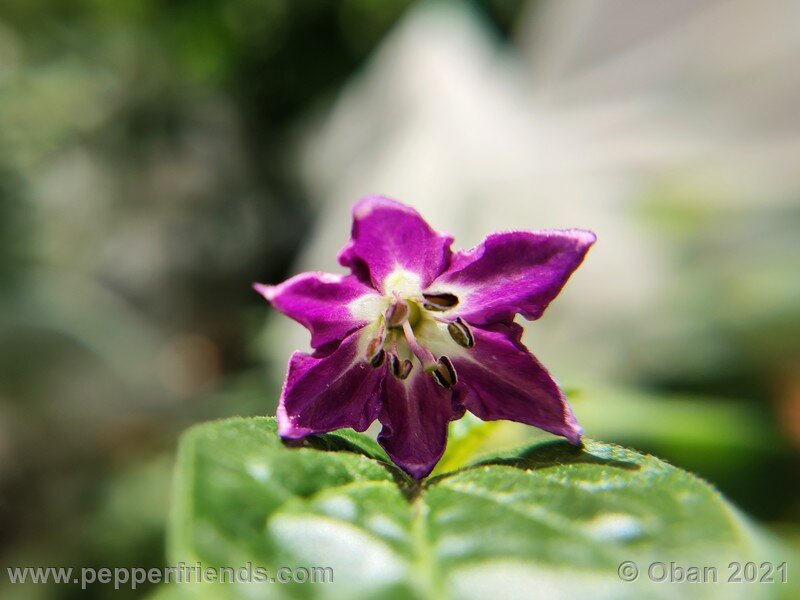 rocoto-puno-pica-orange_001_fiore_02.jpg