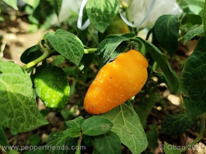 rocoto-puno-pica-orange_001_frutti_01.jpg