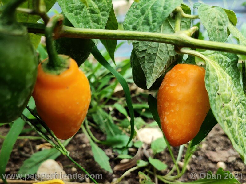 rocoto-puno-pica-orange_001_frutti_02.jpg