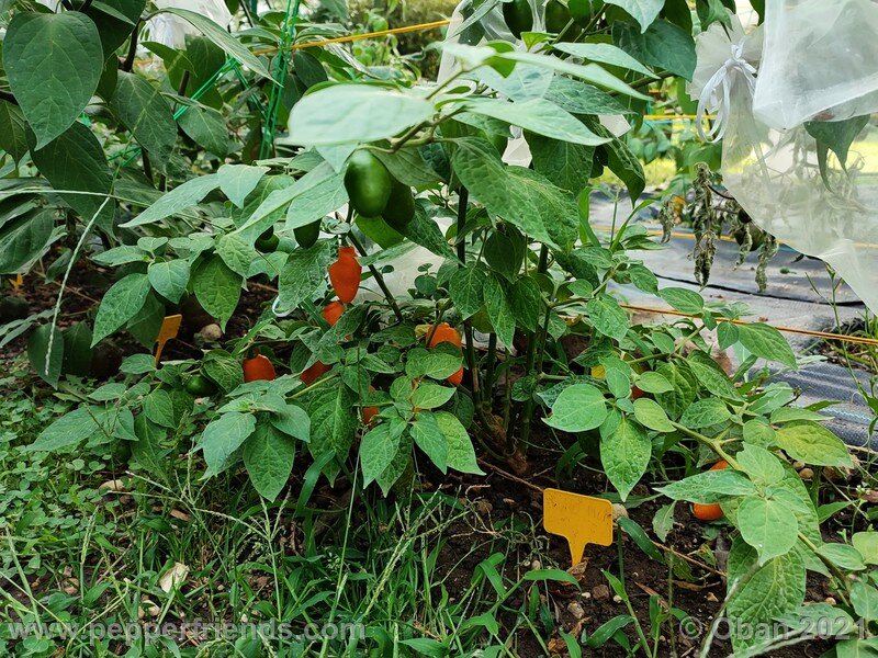 rocoto-puno-pica-orange_001_frutti_03.jpg