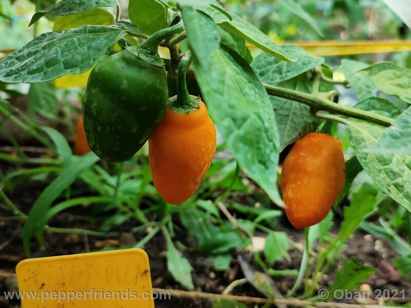 rocoto-puno-pica-orange_001_frutti_04.jpg