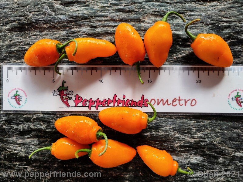 Rocoto Puno Pica Orange