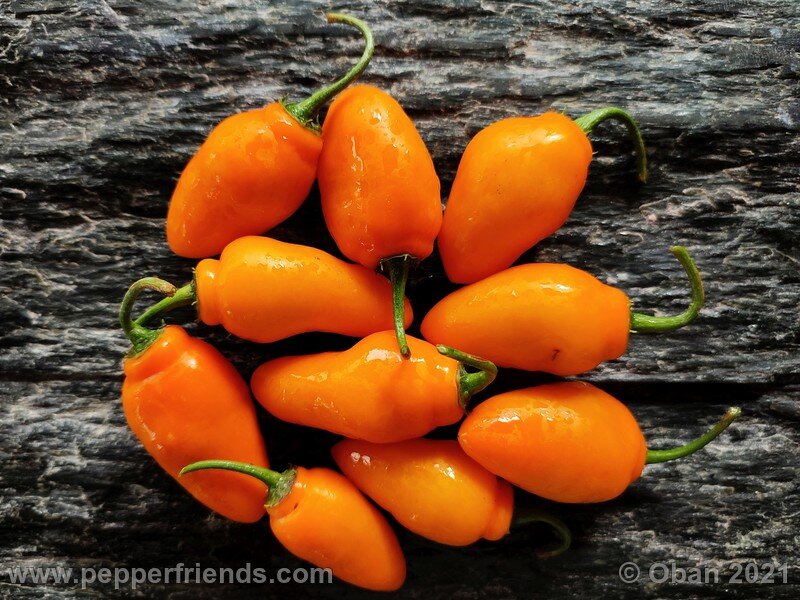 rocoto-puno-pica-orange_001_frutti_06.jpg