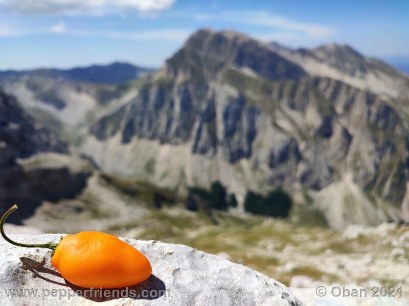 rocoto-puno-pica-orange_001_frutti_07.jpg