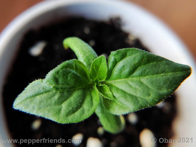 rocoto-puno-pica-orange_001_pianta_01.jpg