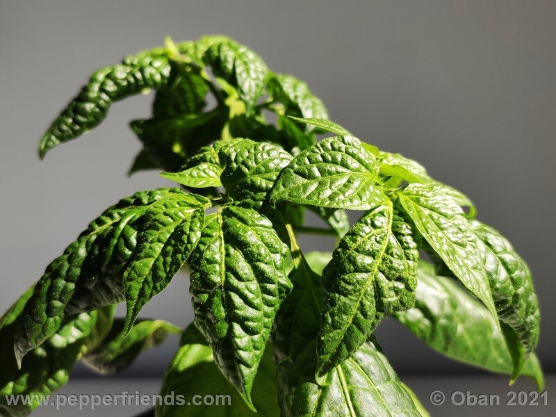 rocoto-puno-pica-orange_001_pianta_05.jpg