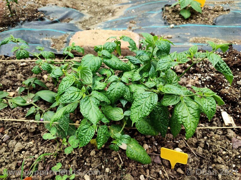 rocoto-puno-pica-orange_001_pianta_07.jpg