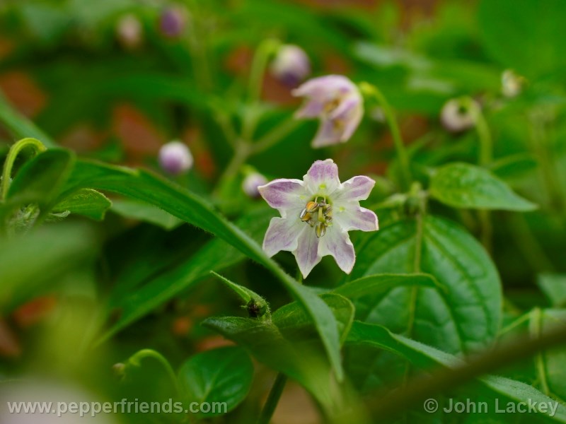 rocoto-sisidro_001_fiore_01.jpg