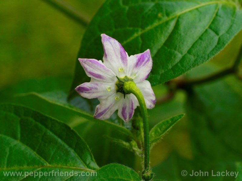 rocoto-sisidro_001_fiore_02.jpg