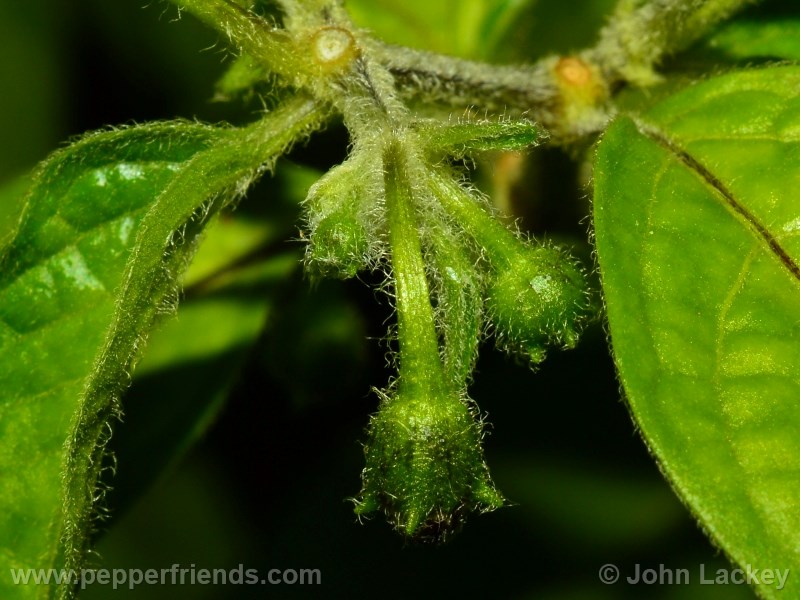 rocoto-sisidro_001_fiore_03.jpg