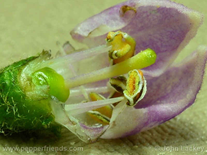 rocoto-sisidro_001_fiore_05.jpg