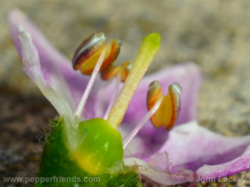 rocoto-sisidro_001_fiore_06.jpg