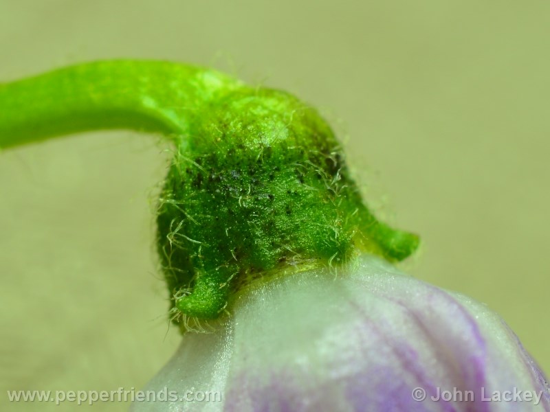 rocoto-sisidro_001_fiore_07.jpg