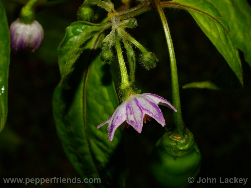 rocoto-sisidro_001_fiore_08.jpg