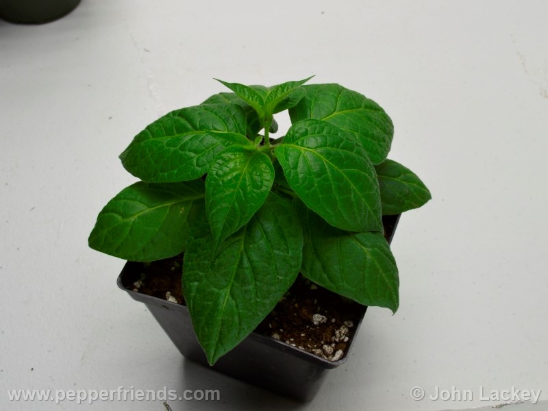 rocoto-sisidro_001_pianta_01.jpg