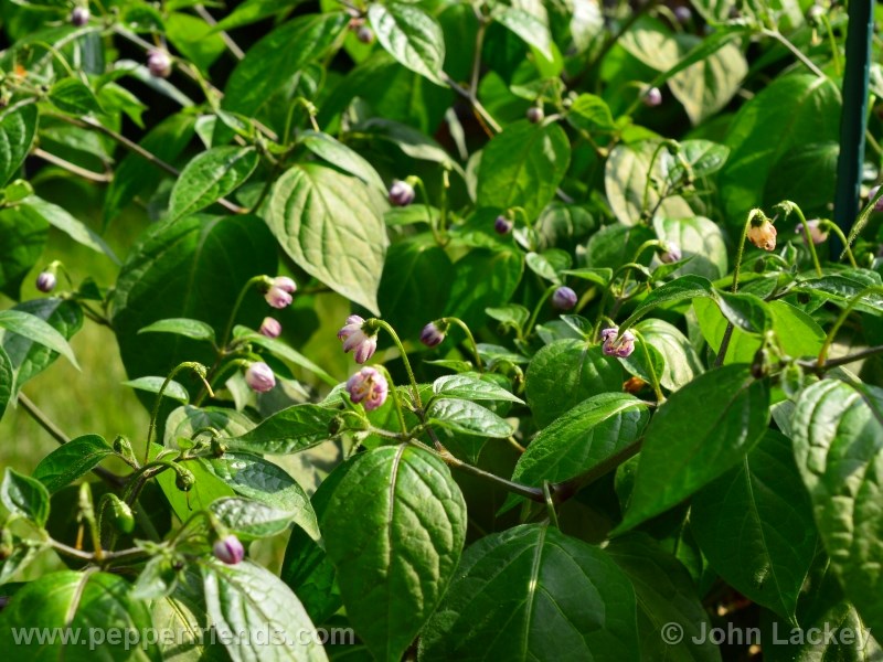 rocoto-sisidro_001_pianta_09.jpg