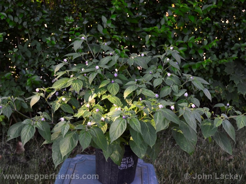 rocoto-sisidro_001_pianta_10.jpg