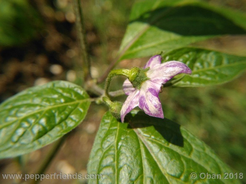 rocoto-sisidro_003_fiore_01.jpg