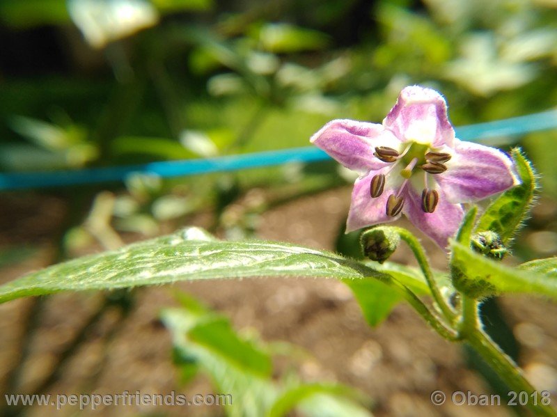 rocoto-sisidro_003_fiore_02.jpg