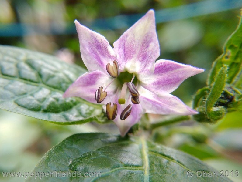 rocoto-sisidro_003_fiore_03.jpg