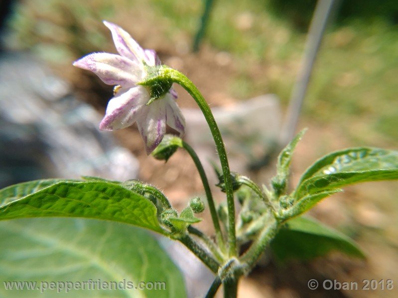 rocoto-sisidro_003_fiore_04.jpg