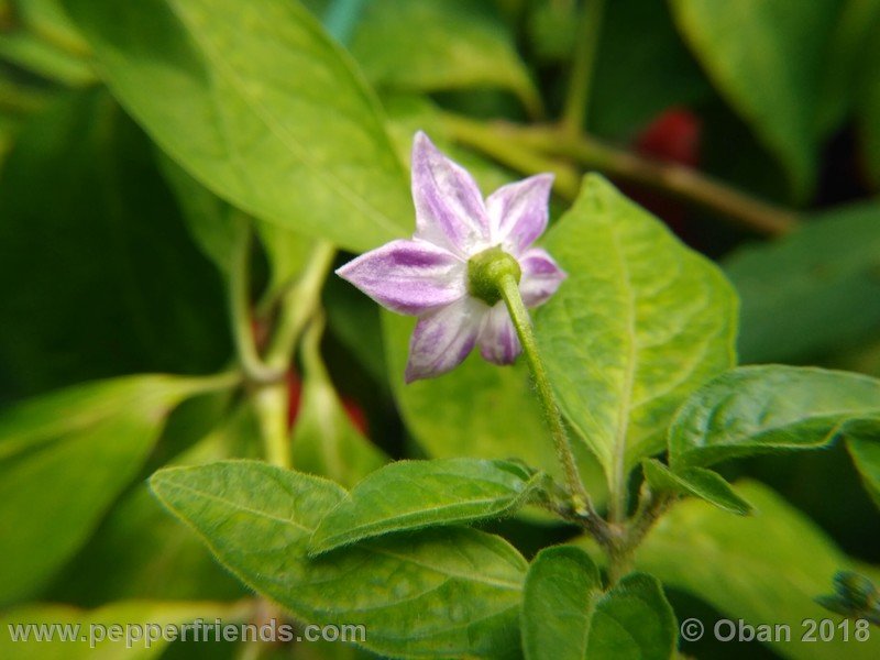 rocoto-sisidro_003_fiore_05.jpg