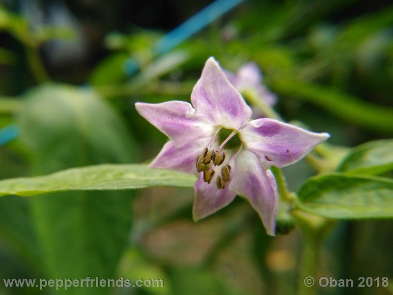 rocoto-sisidro_003_fiore_06.jpg