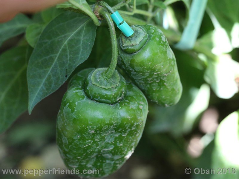 rocoto-sisidro_003_frutto_10.jpg